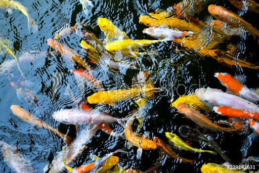 Bild på Colourful Koi swimming freely in pond